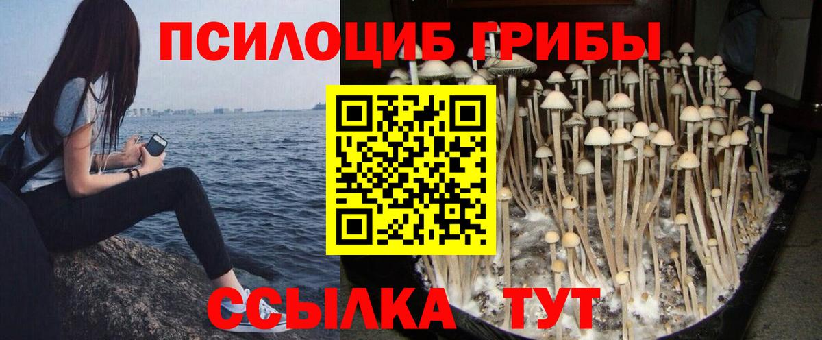 Псилоцибиновые грибы Psilocybine cubensis  Вход с VPN  Большой Камень 